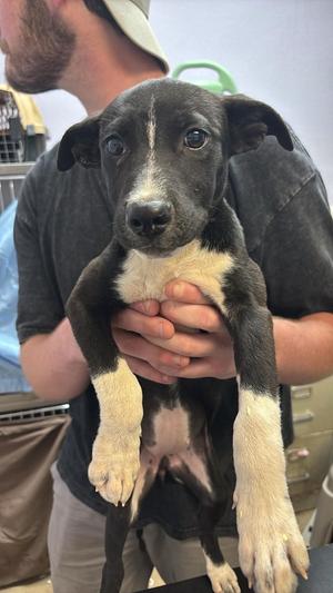 Carbonara, Labrador Retriever, puppy, available for adoption