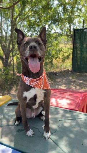 Chocolate (Smokey), Labrador Retriever, senior, available for adoption