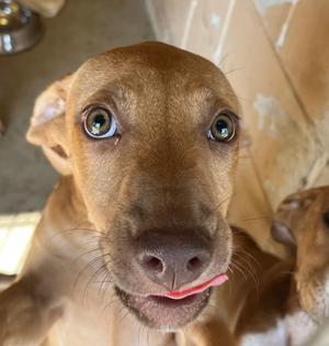 Cardi, American Staffordshire Terrier, puppy, available for adoption