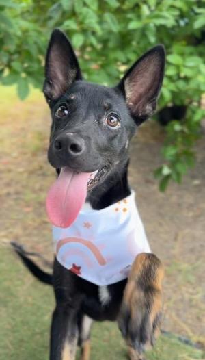 Bonnie, Shepherd, young, available for adoption