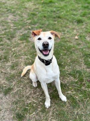 A happy dog sitting on grass, looking up with its mouth open and tongue out.