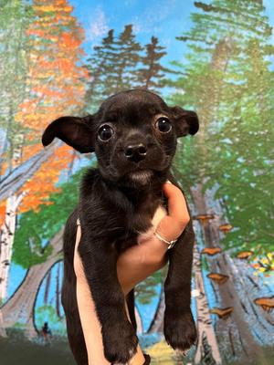 Beauty (Rock), Chihuahua/Pug, puppy, available for adoption