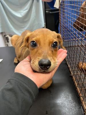 Bud, Labrador Retriever, puppy, available for adoption