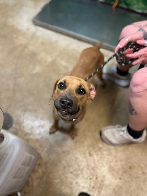 Dad, Black Mouth Cur, young, available for adoption