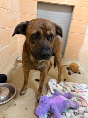 Cap, Pit Bull Terrier, young, available for adoption
