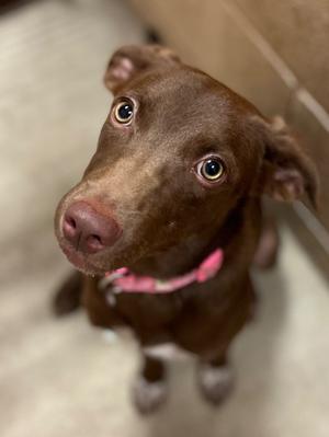 Birdie, Labrador Retriever, puppy, available for adoption