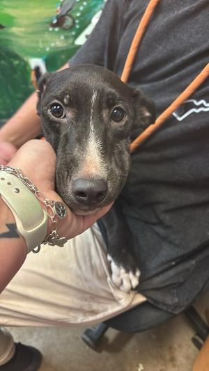 Blake, Labrador Retriever/Cattle Dog, puppy, available for adoption