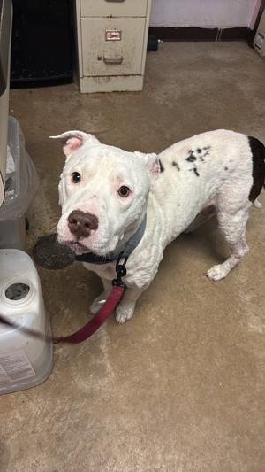 Courage, Pit Bull Terrier, adult, available for adoption
