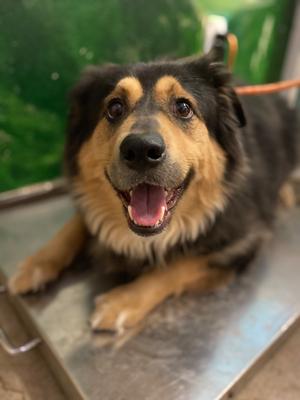 Bowser, Retriever/Shepherd, adult, available for adoption