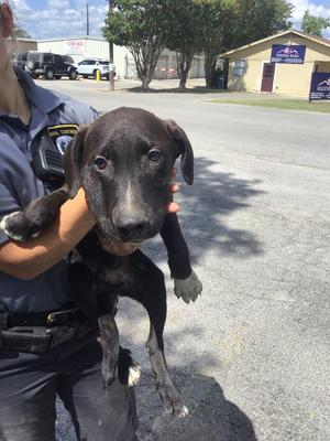 Connor, Labrador Retriever/Cattle Dog, puppy, available for adoption