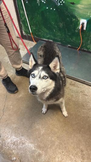 Bella (Chelsea), Siberian Husky, senior, available for adoption