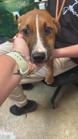 Danny, Labrador Retriever/Cattle Dog, puppy, available for adoption