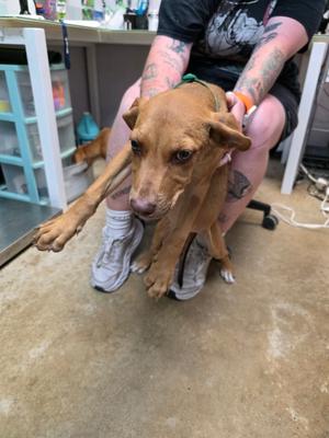 ASAP, American Staffordshire Terrier, puppy, available for adoption