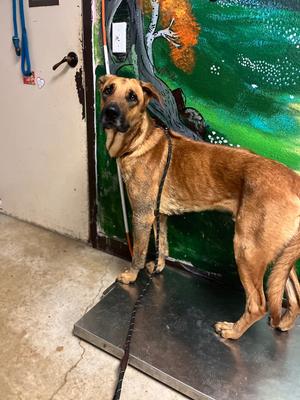 Clifford (Captain), Rhodesian Ridgeback/German Shepherd Dog, adult, available for adoption