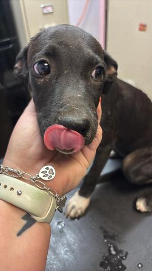Alfredo, Labrador Retriever, puppy, available for adoption