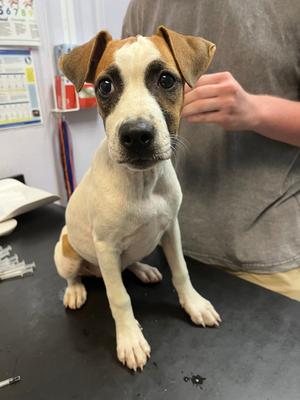 Danish, Terrier, puppy, available for adoption