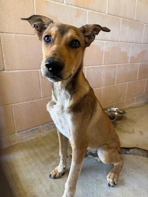 Bourbon, Hound, young, available for adoption