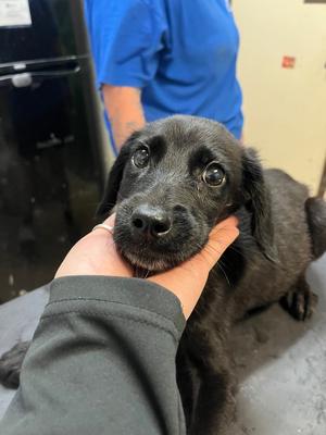 Dude, Labrador Retriever, puppy, available for adoption
