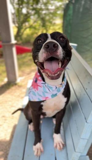 Day, Pit Bull Terrier, young, available for adoption