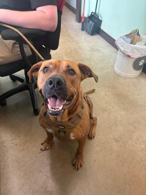 Bubba (Rusty) (Freddie), Labrador Retriever, adult, available for adoption