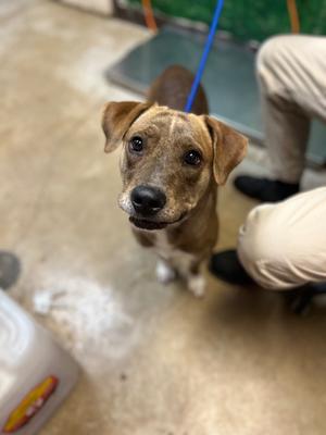 Amber (Kraft), Labrador Retriever/American Staffordshire Terrier, young, available for adoption