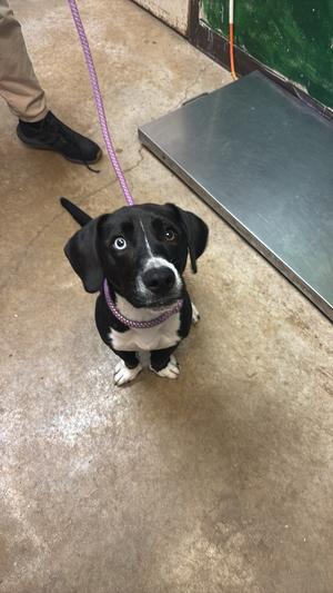 Bashful (Powder), Basset Hound, young, available for adoption