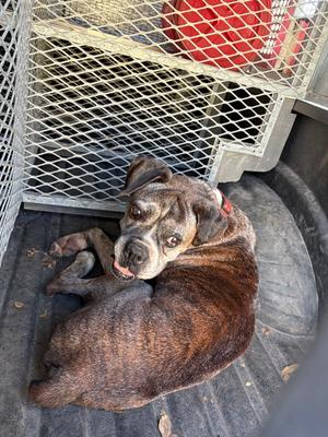 Alfie, American Bulldog, senior, available for adoption