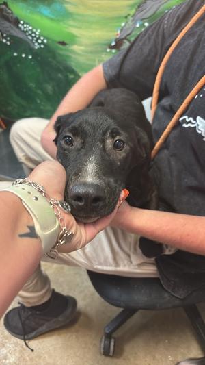 Elliot, Labrador Retriever/Cattle Dog, puppy, available for adoption