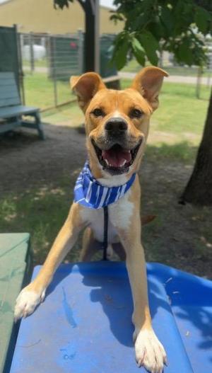 Chicken Nugget, Labrador Retriever/Terrier, young, available for adoption