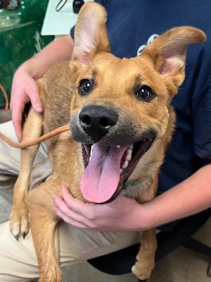 Blue, Belgian Shepherd Dog Sheepdog, young, available for adoption
