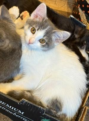 Teddy, kitten, available for adoption