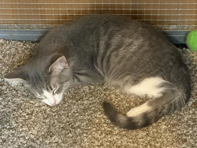 A gray tabby cat sleeping on a carpeted floor