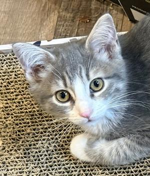 Tucker, kitten, available for adoption