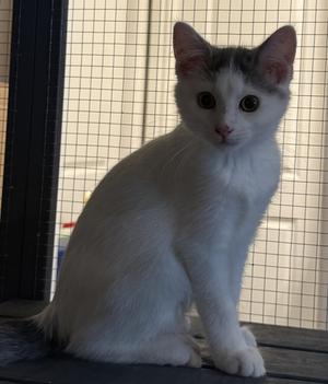 Toby, kitten, available for adoption