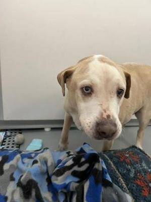 Storm, Labrador Retriever / Pit Bull Terrier, adult, available for adoption