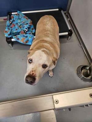 Storm, Labrador Retriever / Pit Bull Terrier, adult, available for adoption