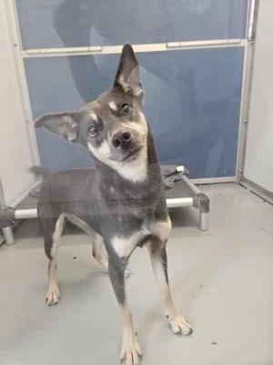 A black and tan dog with pointed ears standing on a gray floor in a room with a blue wall and a metal frame in the background.