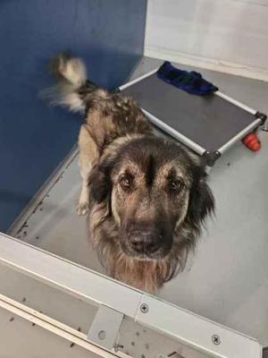 Titan, Shepherd / Mixed Breed, adult, available for adoption