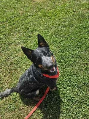 Bullet, Australian Cattle Dog / Blue Heeler / Mixed Breed, adult, available for adoption