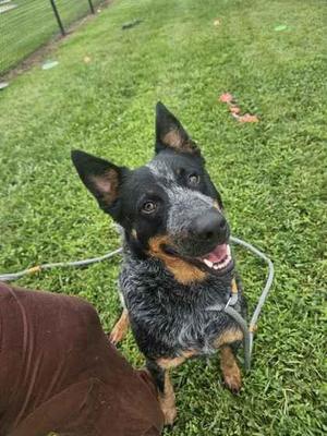a black and white dog with brown markings on its face and chest, sitting on a grassy lawn, looking up with its mouth open and tongue out, wearing a collar and leash