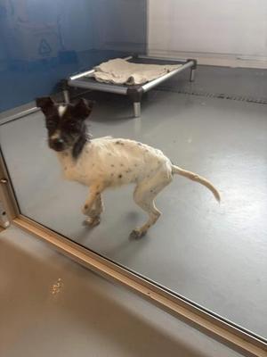 a white dog with black spots standing on a gray floor, looking through a glass door