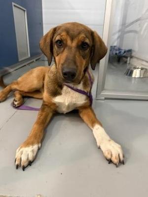 September, Coonhound / Mixed Breed, adult, available for adoption