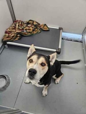 A black and white dog with brown eyes and ears is sitting on a metal floor in a kennel. The dog is looking up at the camera. There is a colorful blanket on a metal bed in the background.