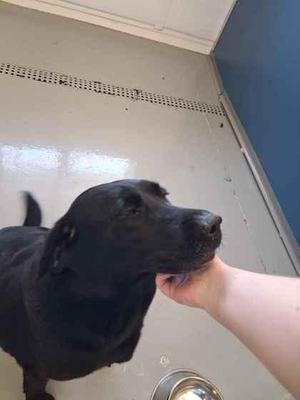 Juno, Labrador Retriever / Mixed Breed, adult, available for adoption