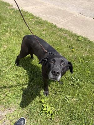 Tank, Mountain Cur / Mixed Breed, adult, available for adoption