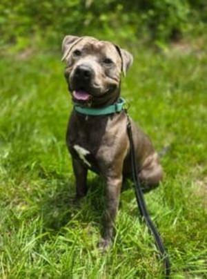 Baloo, Pit Bull Terrier, adult, available for adoption