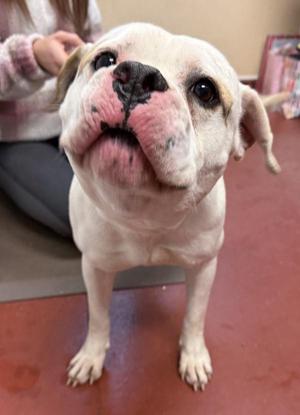 Clyde, American Bully, adult, available for adoption