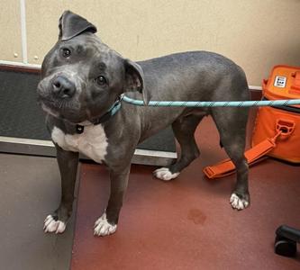 Ice, Pit Bull Terrier, adult, available for adoption