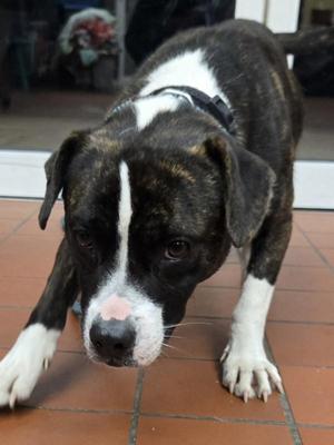 Gobbles, Pit Bull Terrier, young, available for adoption