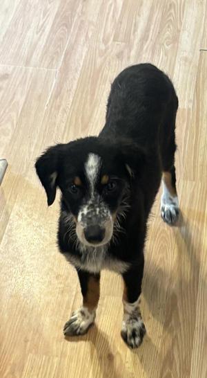 Daisy, Australian Shepherd, puppy, available for adoption